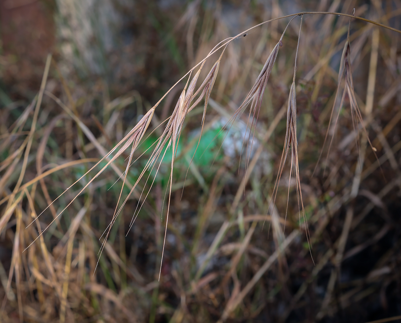 Image of Anisantha diandra specimen.