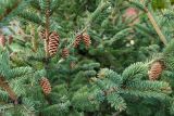 Picea obovata. Ветвь с шишками. Тюменская обл., СНТ \"Геофизик\", дачный участок. 01.05.2025.