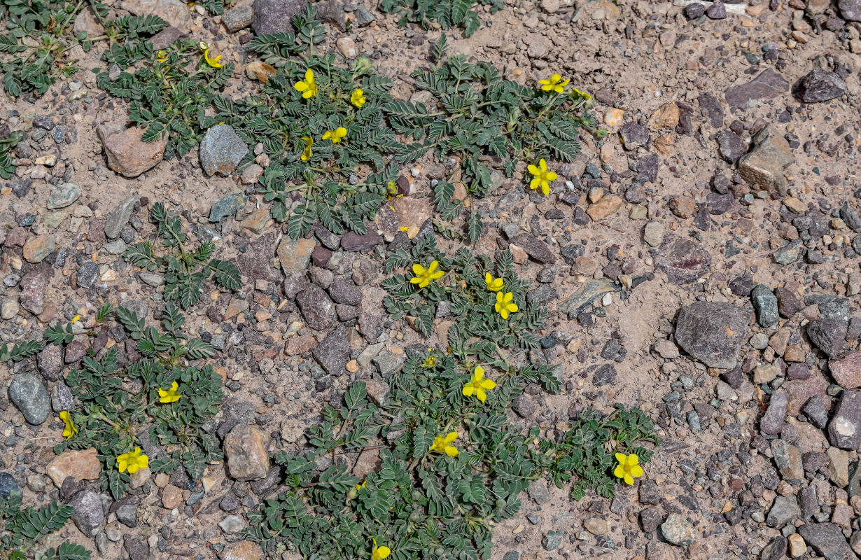 Image of Potentilla bifurca specimen.