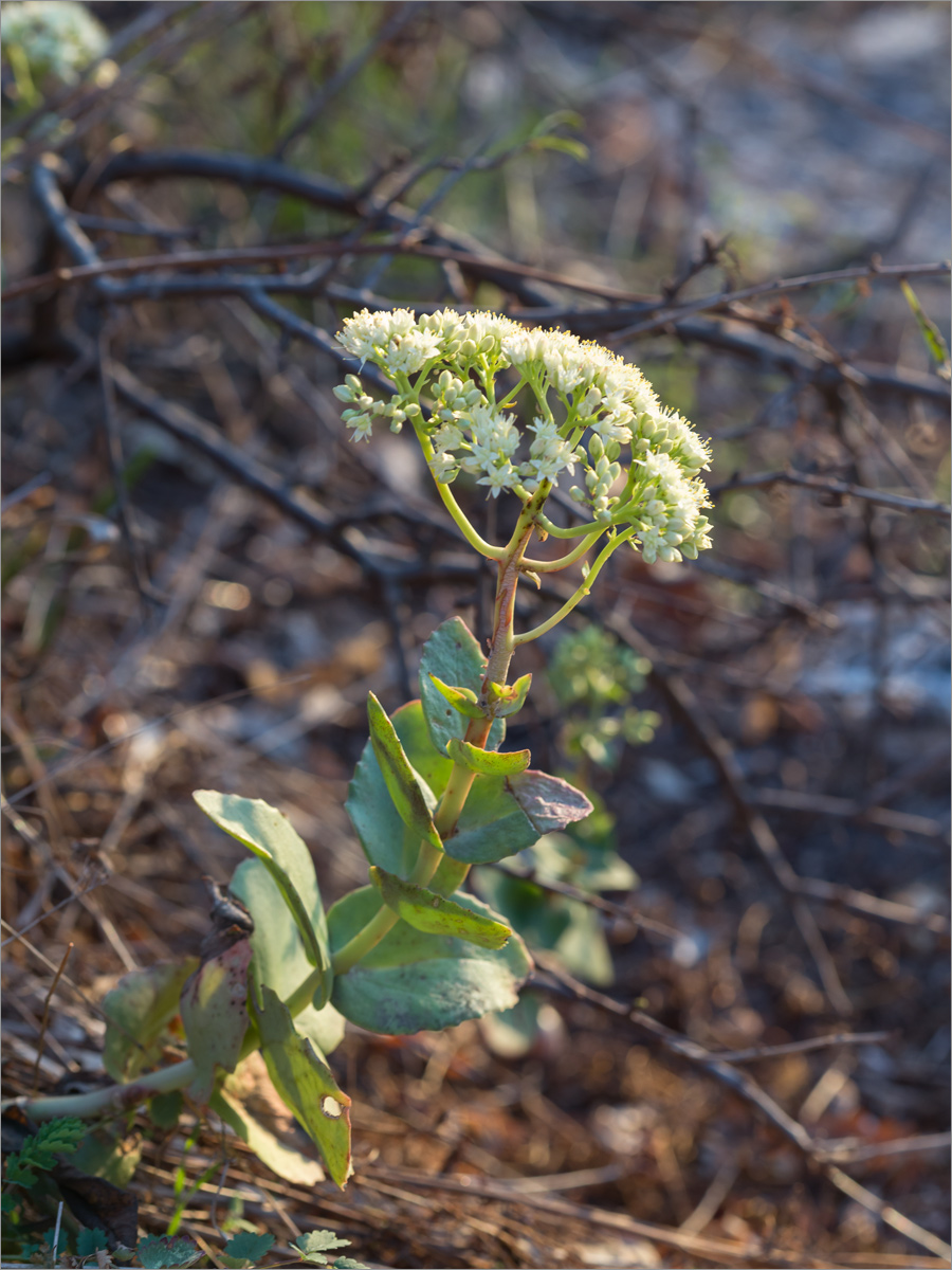 Image of genus Hylotelephium specimen.
