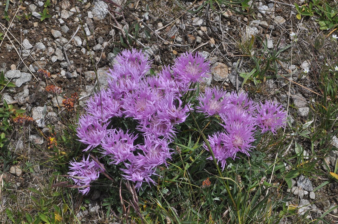 Изображение особи Psephellus caucasicus.