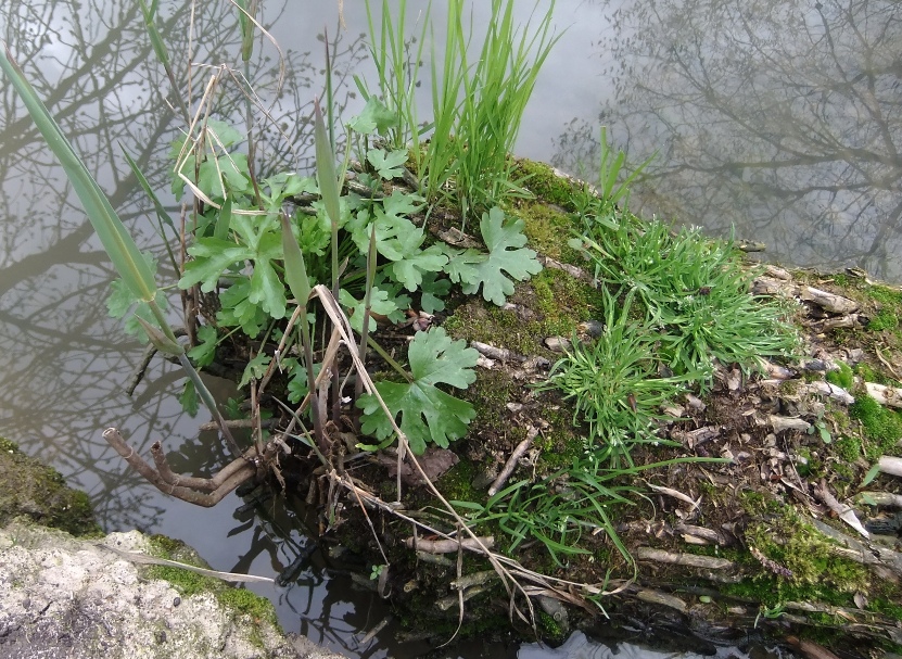 Image of Ranunculus sceleratus specimen.