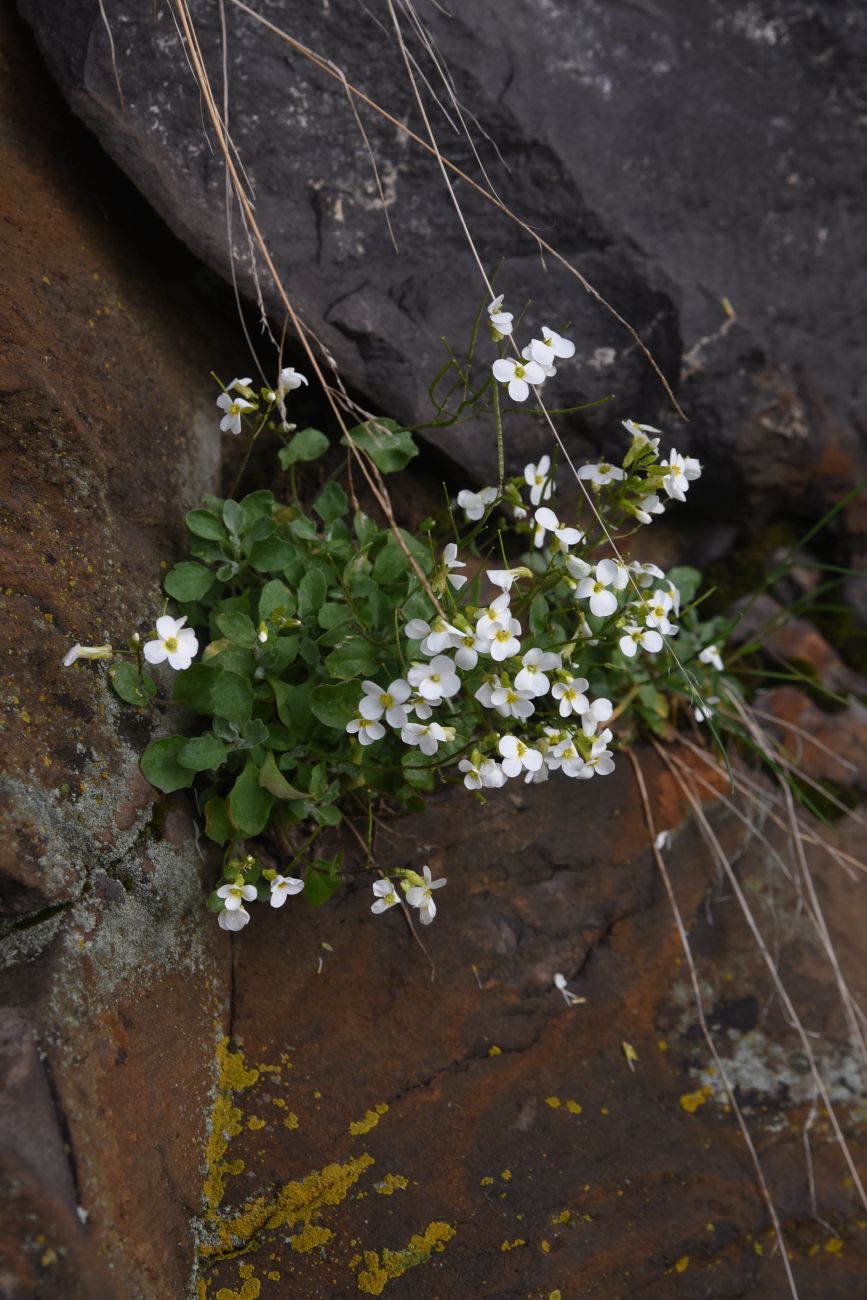 Image of Arabis caucasica specimen.
