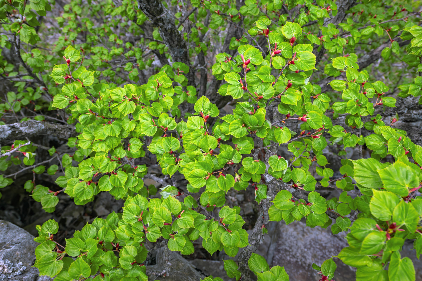 Изображение особи Tilia amurensis.