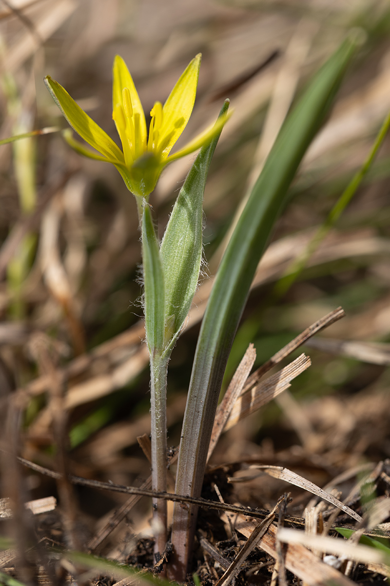Изображение особи род Gagea.