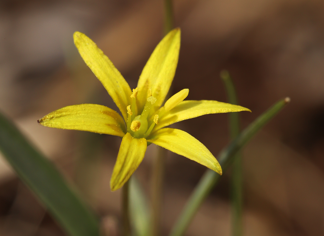 Image of Gagea terraccianoana specimen.