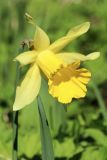 Narcissus pseudonarcissus. Цветок. Ленинградская обл., Ломоносовский р-н, дер. Дубки, дачный участок, в культуре. 01.05.2026.