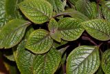 Plectranthus purpuratus. Верхушка побега. Москва, уличное озеленение. 19.09.2025.