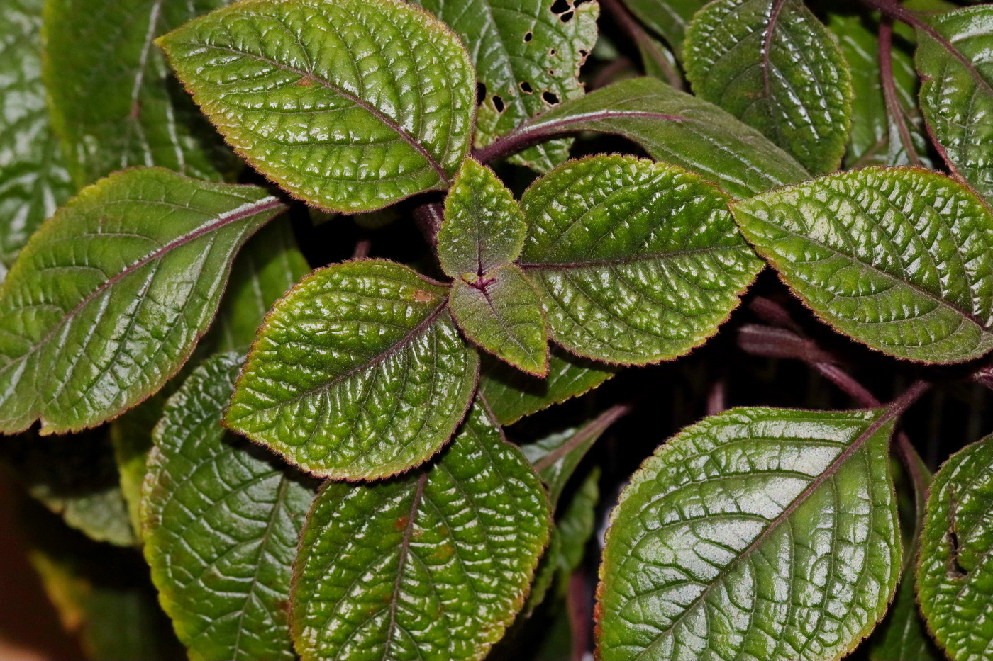 Изображение особи Plectranthus purpuratus.