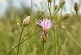 Centaurea arenaria
