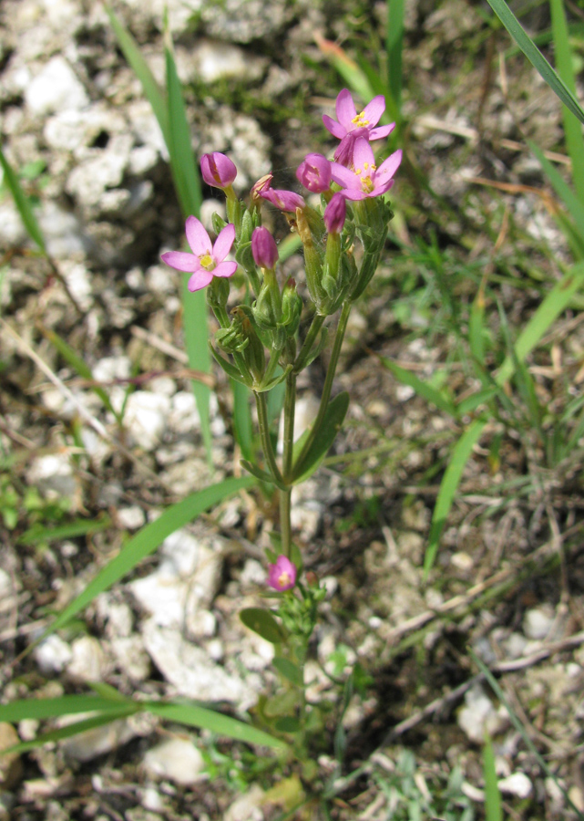 Изображение особи Centaurium erythraea.