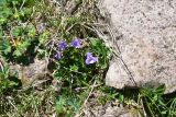 genus Viola. Цветущее растение. Грузия, край Самцхе-Джавахети, Ниноцминдский муниципалитет, окр. с. Гандзани, нижняя часть юго-восточного склона горы Патара-Абули, выс. ок. 2250 м н.у.м., ок. камня. 7 июня 2026 г.