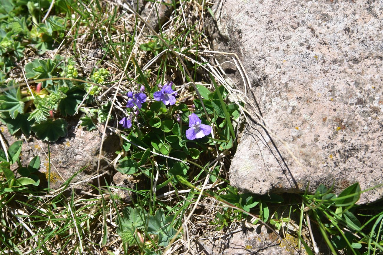 Image of genus Viola specimen.