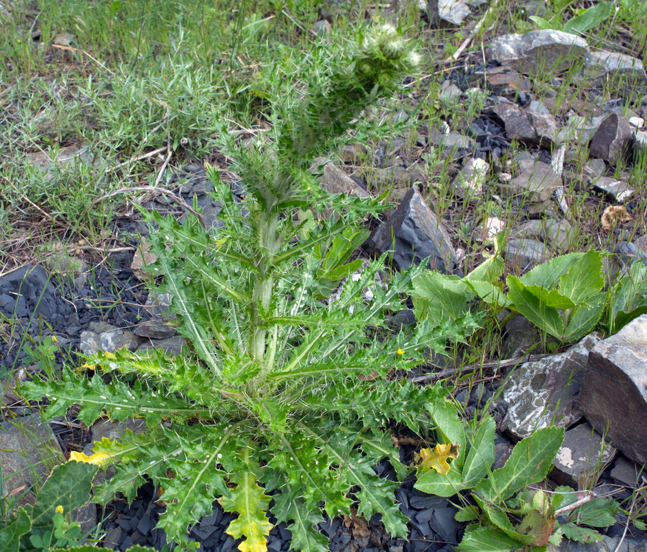 Image of Unknown species specimen.