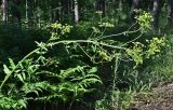 Pastinaca sativa. Верхушка цветущего и плодоносящего растения. Московская обл., Орехово-Зуевский гор. округ, дол. р. Клязьма, опушка смешанного леса. 19.07.2026.