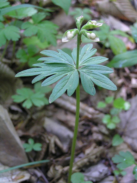 Image of Eranthis stellata specimen.