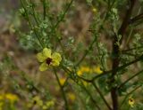 род Verbascum
