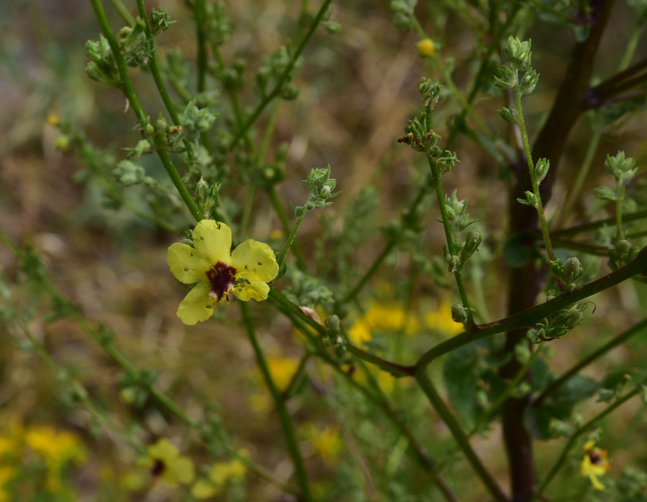 Изображение особи род Verbascum.