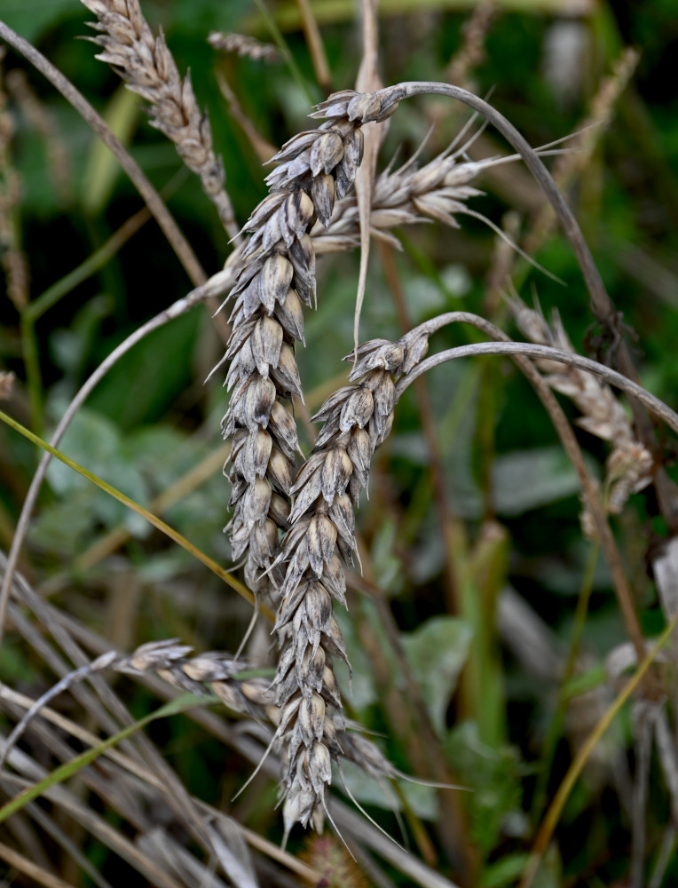 Изображение особи Triticum aestivum.
