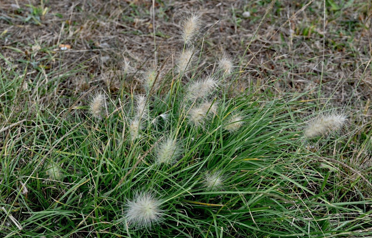 Изображение особи Pennisetum villosum.