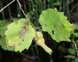 Corylus mandshurica. Веточка с плодами. Приморский край, Спасский р-н, окр. с. Калиновка, в кедрово-широколиственном лесу. 22.08.2026.
