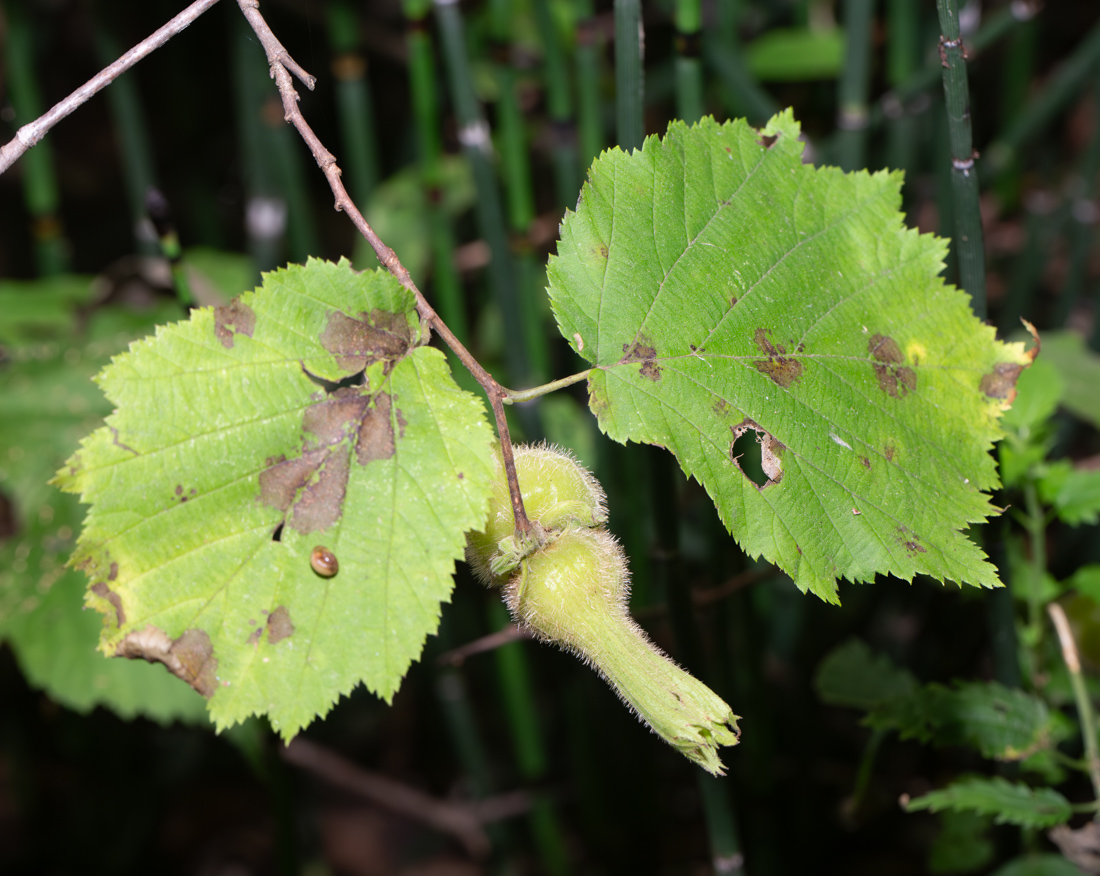 Image of Corylus mandshurica specimen.