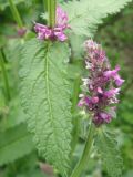 Betonica officinalis. Соцветия - головчатое и мутовчатое; лист. Окр. Томска, дачный участок. 1 августа 2010 г.