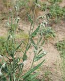 Jurinea cyanoides. Средняя часть цветущего и плодоносящего растения с цельными листовыми пластинками. Ульяновская обл., Мелекесский р-н, окр. с. Лебяжье, сосновый бор на дюнах, вырубка под ЛЭП. 09.07.2024.