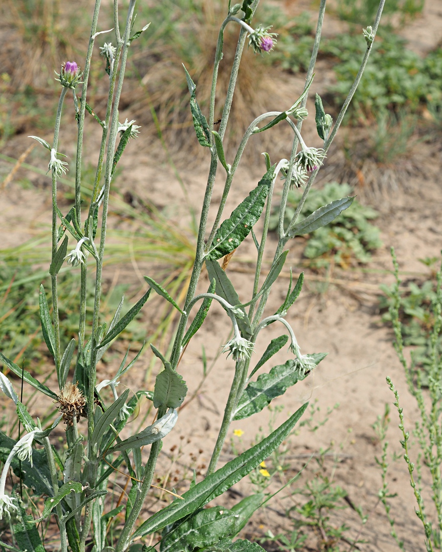 Изображение особи Jurinea cyanoides.