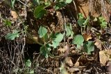 Rumex scutatus. Часть побега. Турция, ил Артвин, р-н Юсуфели, 450 м ниже дер. Гюльпынар, выс. 1520 м н.у.м., каменистый склон. 13 июня 2026 г.