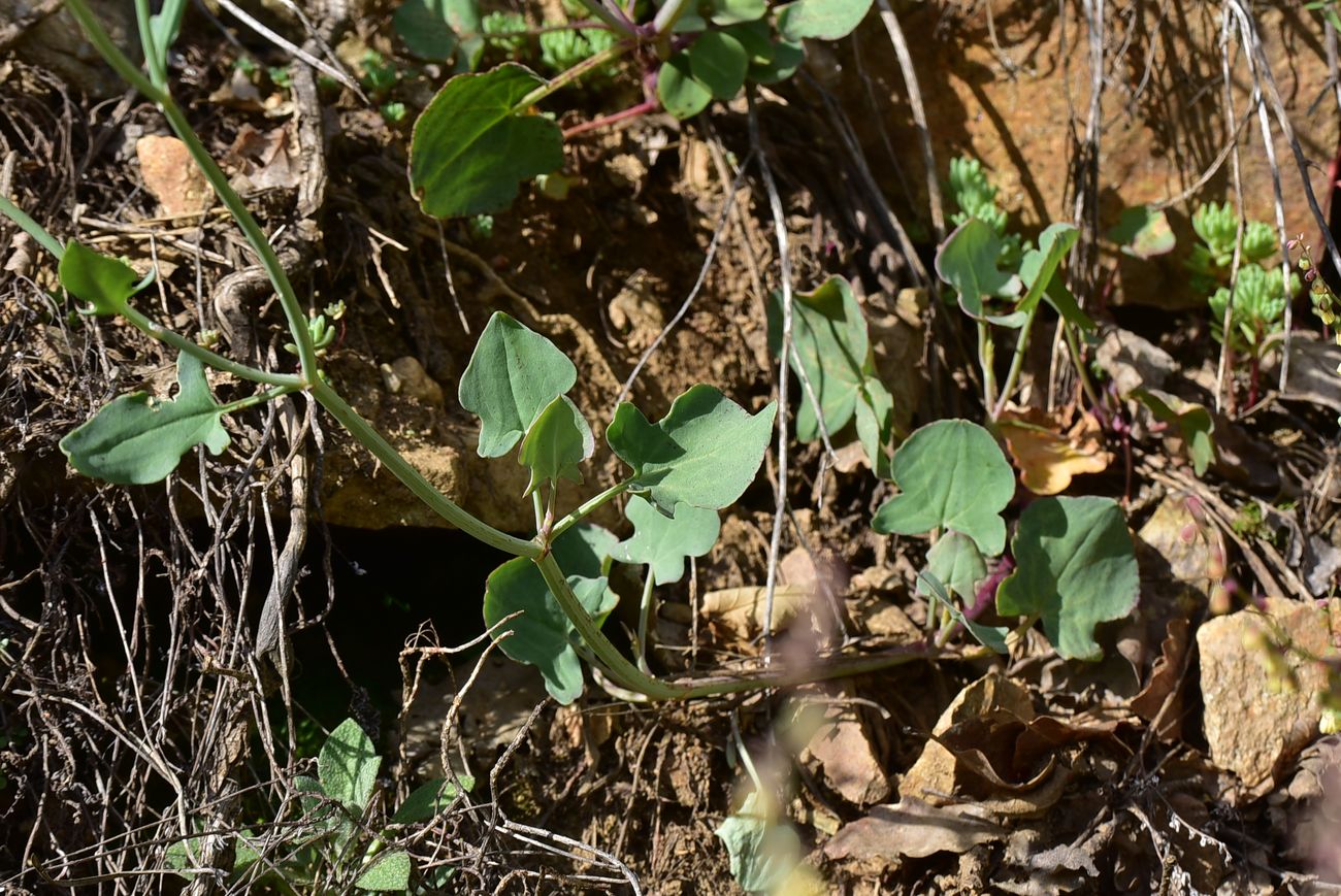 Изображение особи Rumex scutatus.