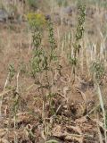 Phlomoides labiosa. Отцветшее растение. Киргизия, г. Ош, Алайский хр., гора Сулейман-Тоо, выс. ≈ 1600 м н.у.м., задернованный склон с обнажениями серого кристаллического известняка. 15 мая 2026 г.
