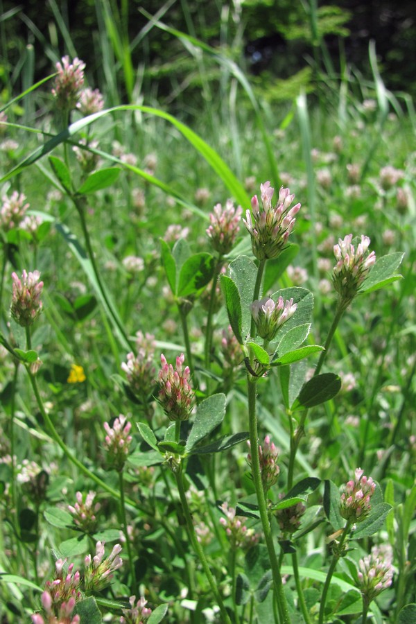 Image of Trifolium squamosum specimen.