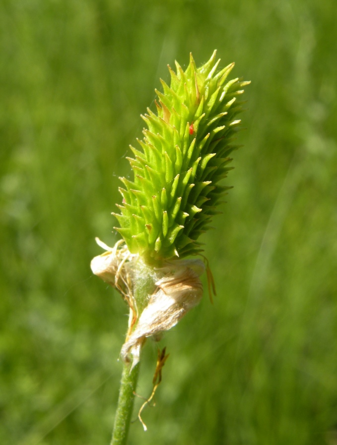Image of Ranunculus illyricus specimen.