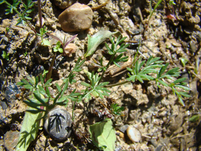 Image of Bunium sary-cheleki specimen.