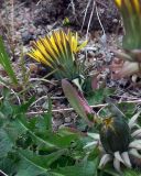 род Taraxacum