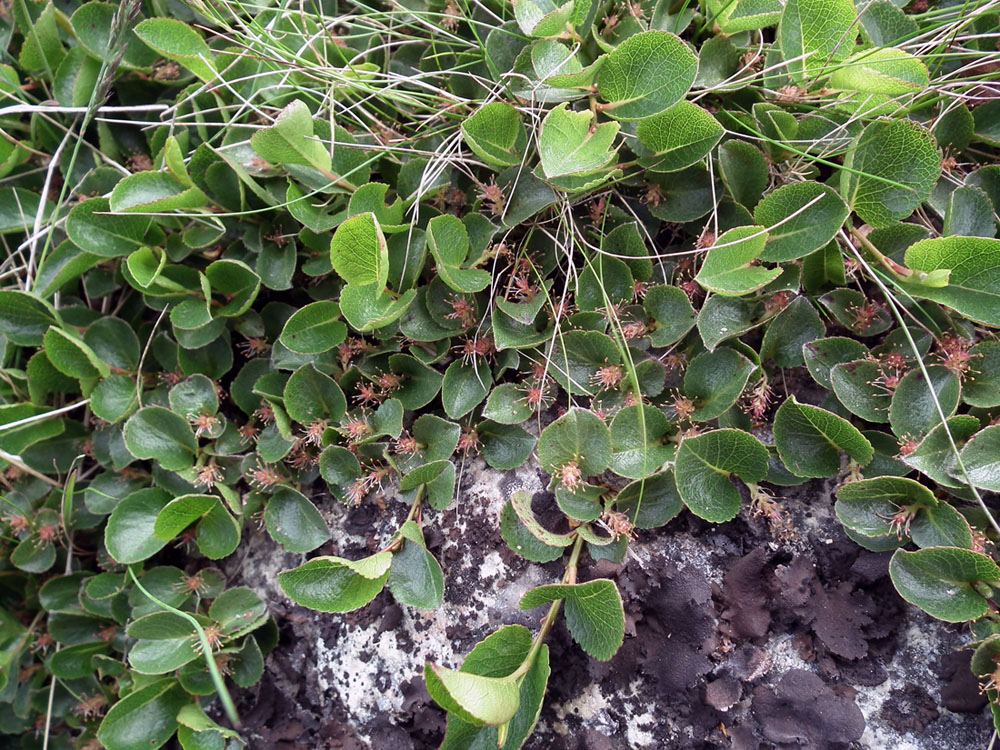 Image of Salix herbacea specimen.