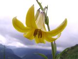 Lilium monadelphum