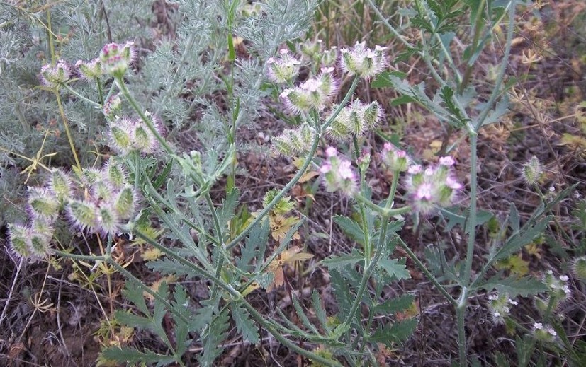 Image of Turgenia latifolia specimen.