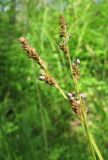 Carex canescens