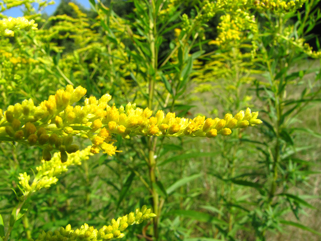 Изображение особи Solidago canadensis.