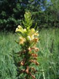 Pedicularis exaltata