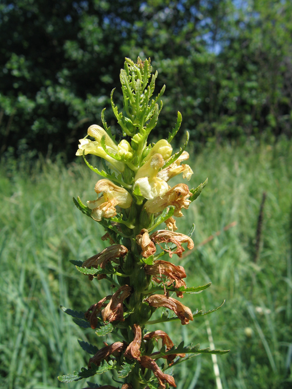 Изображение особи Pedicularis exaltata.