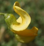 Colutea cilicica
