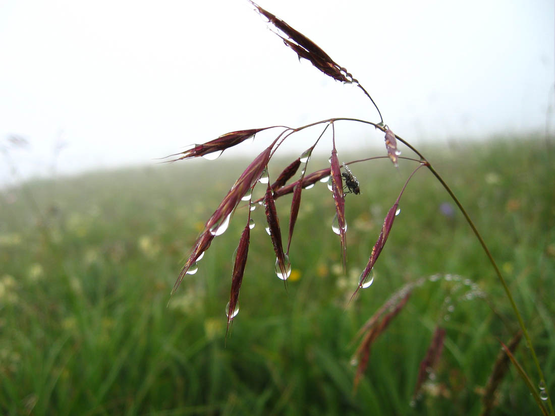 Image of Bromopsis variegata specimen.