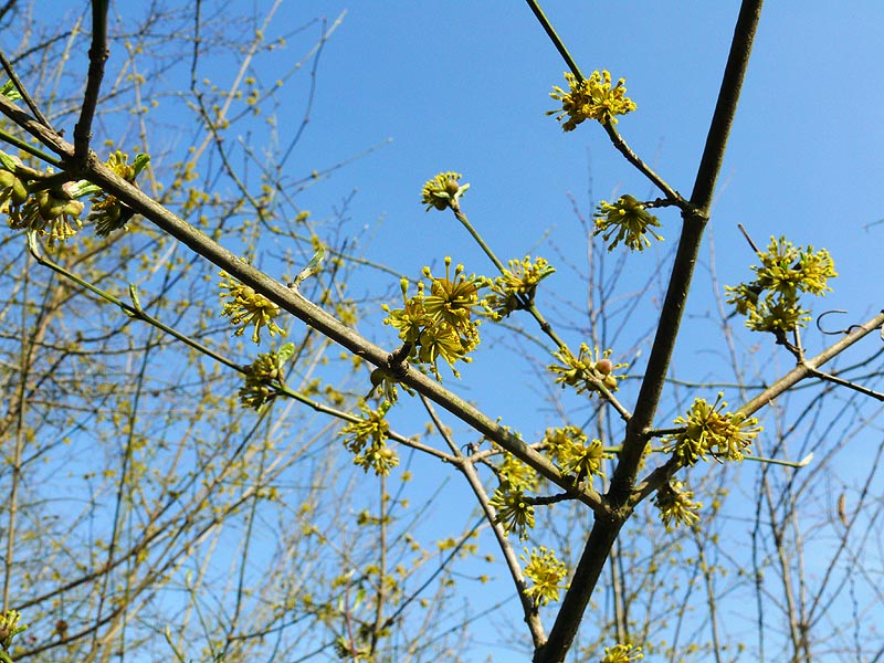 Изображение особи Cornus mas.