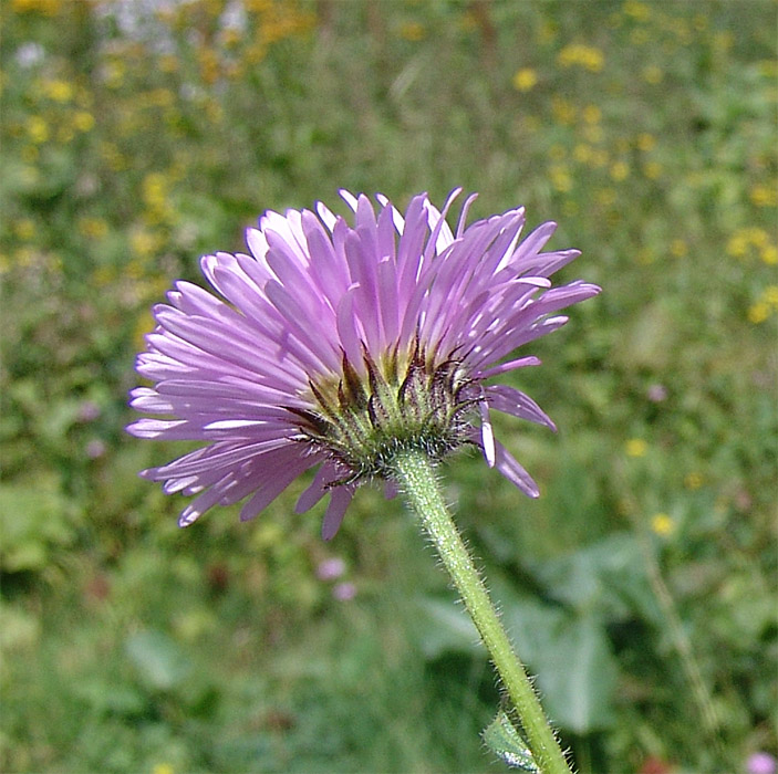 Изображение особи Erigeron venustus.