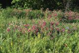 Lathyrus tuberosus