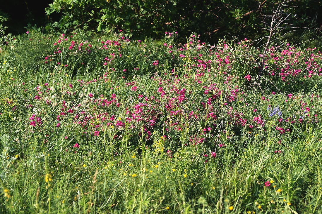 Изображение особи Lathyrus tuberosus.