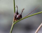 Juncus trifidus